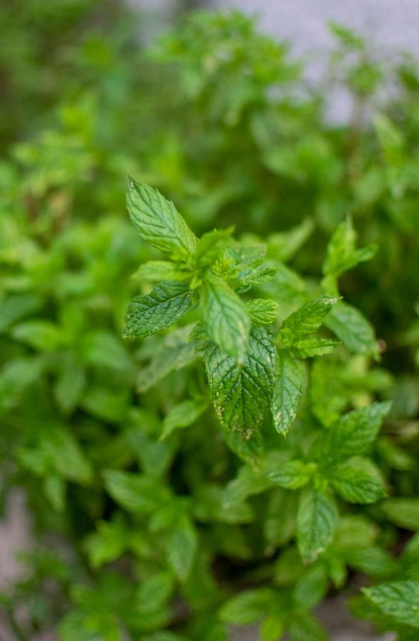 ホテル Fragole E Menta Attimis エクステリア 写真